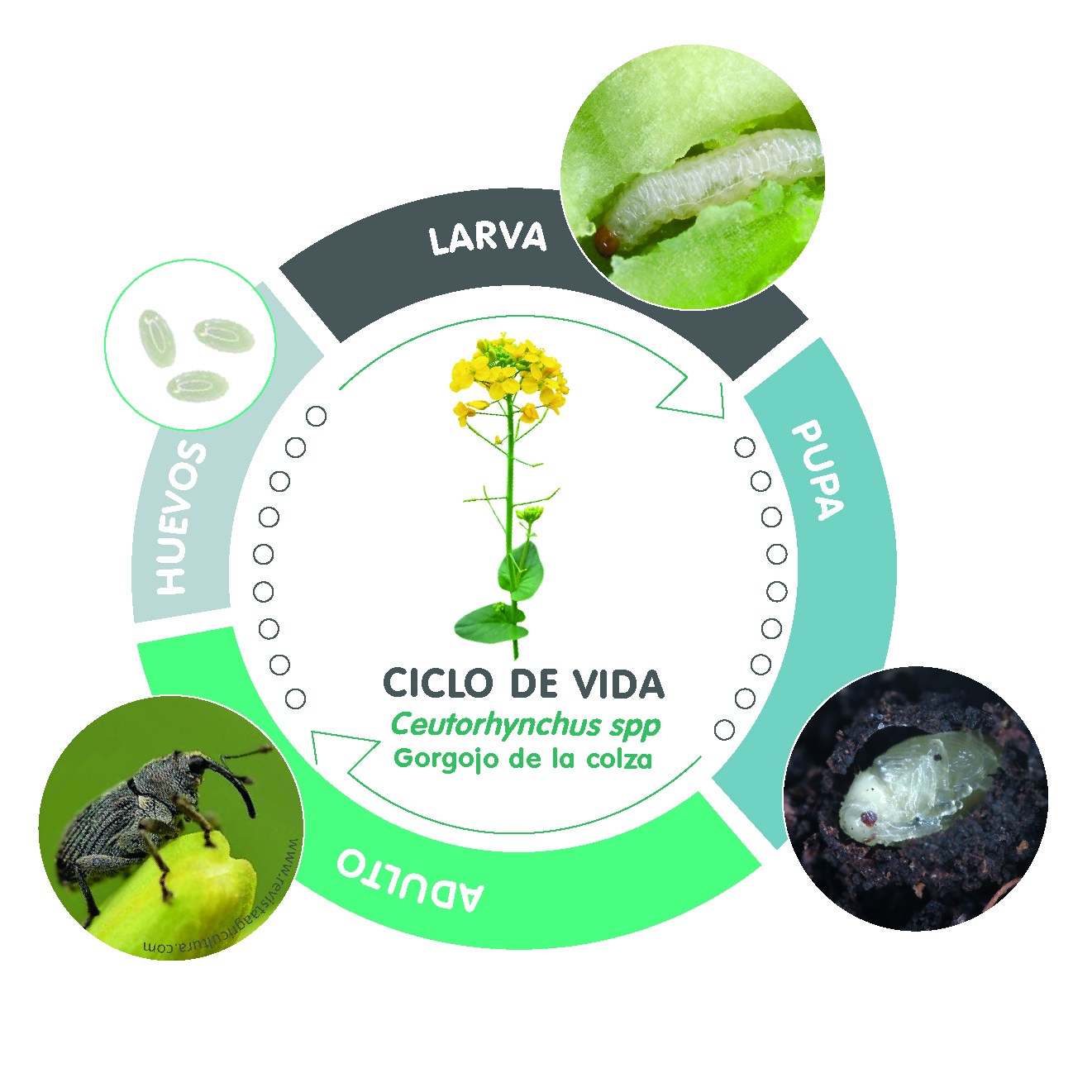daños gorgojo
