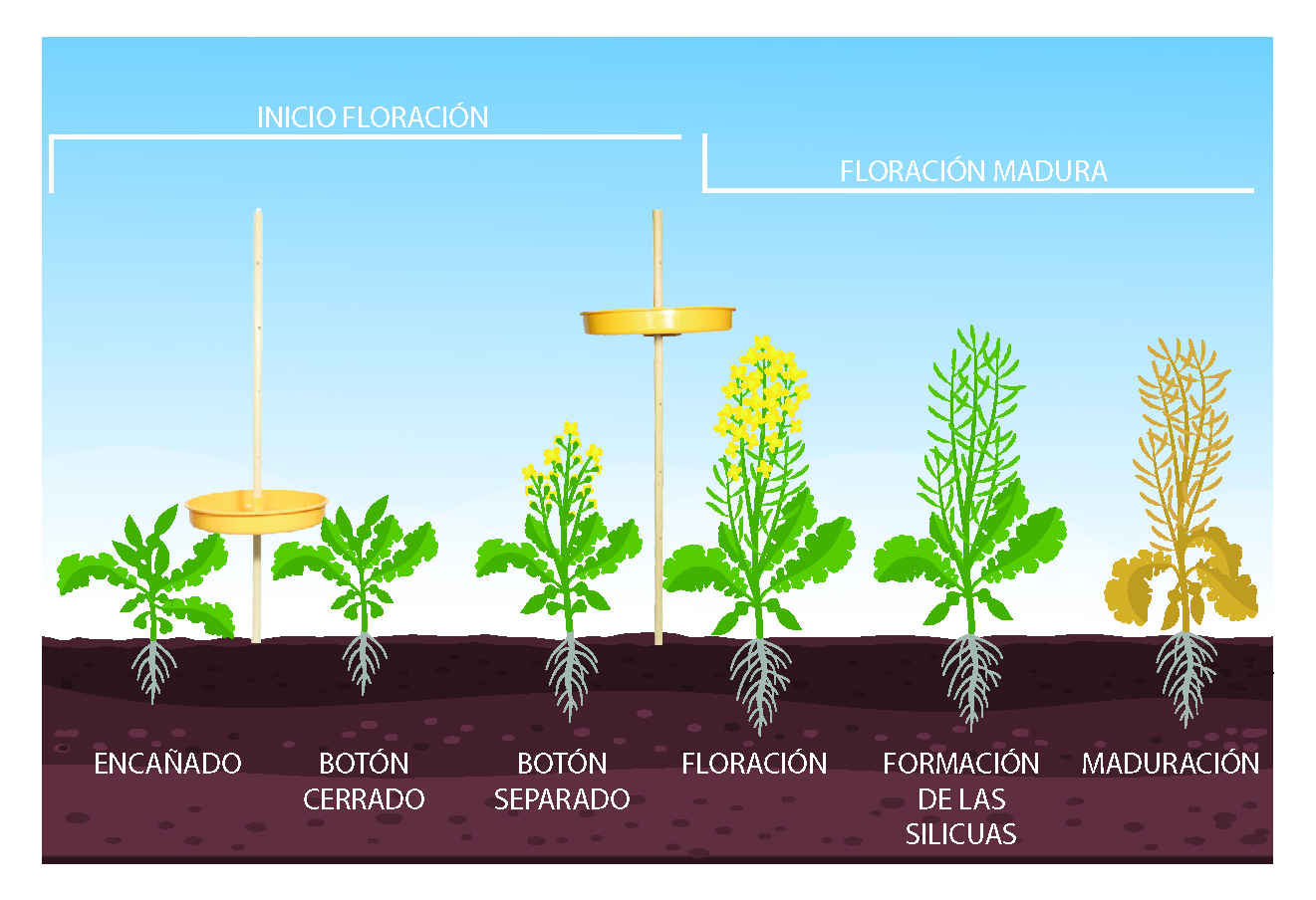 prevencion gorgojo